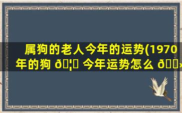 属狗的老人今年的运势(1970年的狗 🦍 今年运势怎么 🌻 样)